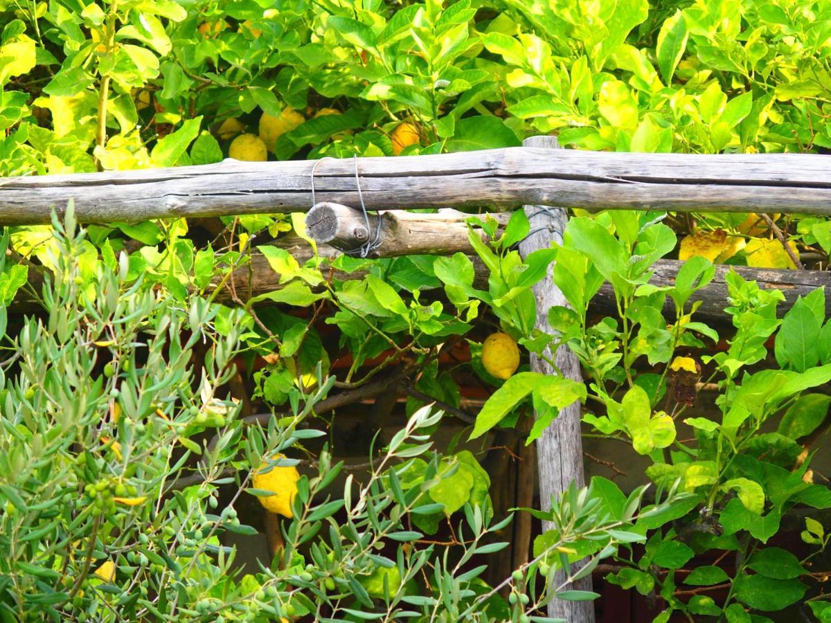 Giardino Sul Mare Lägenhet Amalfi Exteriör bild